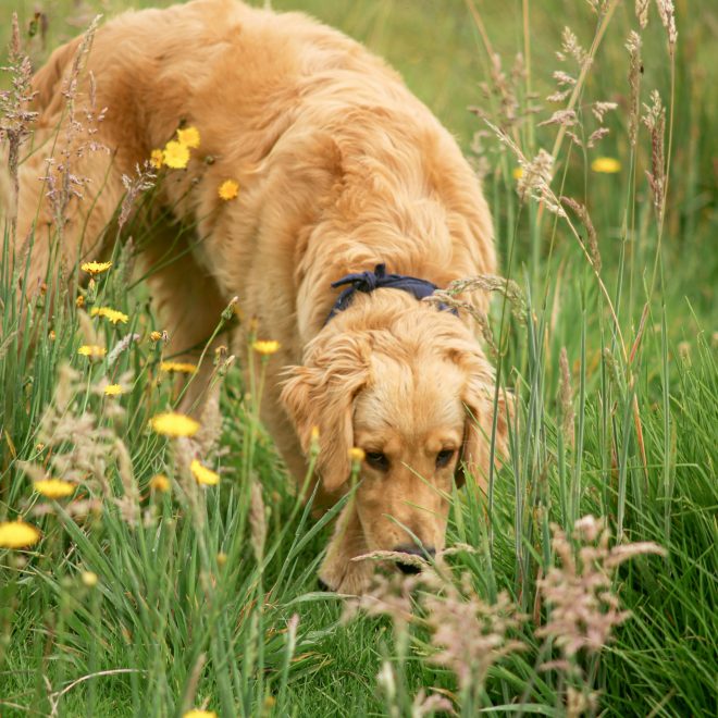 Why Do Dogs Like Eating Grass?