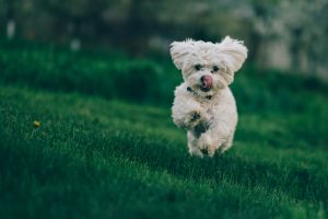 How to Prevent Unnecessary Jumping and Pouncing Behaviors in Dogs?