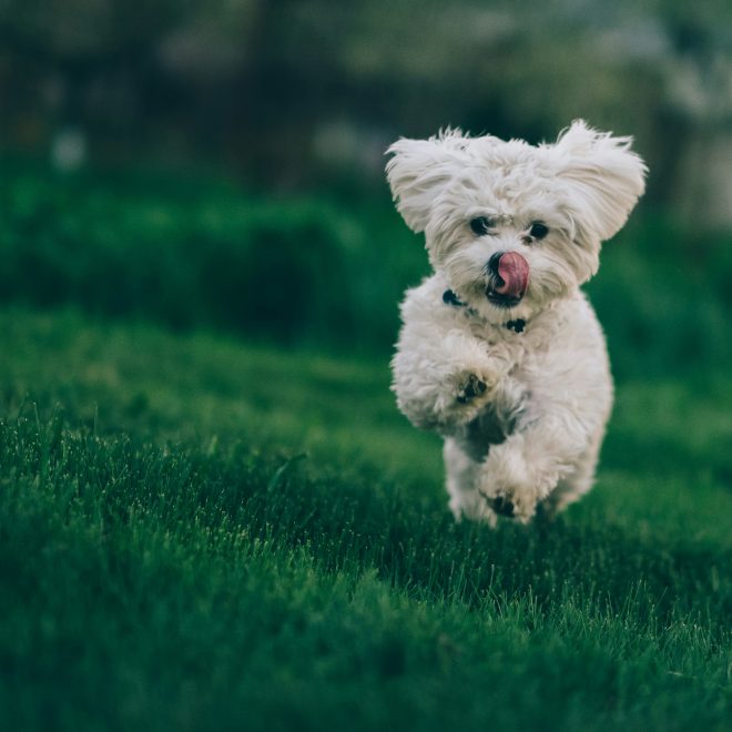 How to Prevent Unnecessary Jumping and Pouncing Behaviors in Dogs?