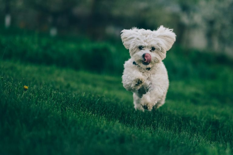 How to Prevent Unnecessary Jumping and Pouncing Behaviors in Dogs?