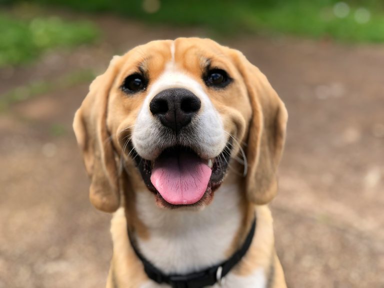 How Do Dogs Keep Cool in the Summer Heat?