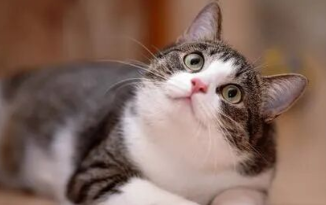 7 Key Traits of Highly Intelligent Cats — Dumb Cats Just Can’t Keep Up!