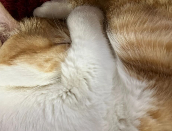 After Years of Owning Cats, I Finally Realized the Reasons Why Cats Cover Their Eyes While Sleeping
