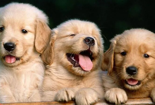 Dog Training Is More Than Rewards and Punishment — These Techniques Matter Even More!