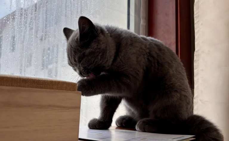 After Raising Cats for a Long Time, I Finally Realized Why Cats Always Lick Their Own Paws — Here’s What It Really Means!