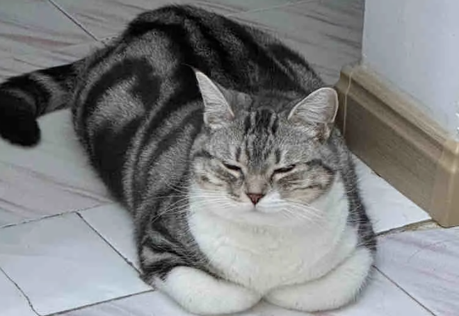 Why Do Cats Love ‘Tucking Their Paws’? Here’s What It Really Means