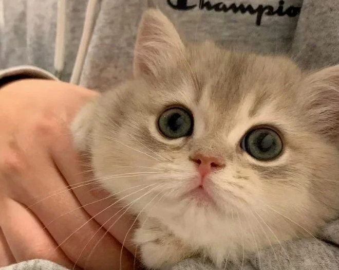 What You Only Realize After Years of Cat Ownership: How Cats Recognize Their Owners, and the Surprising Ways They Do It