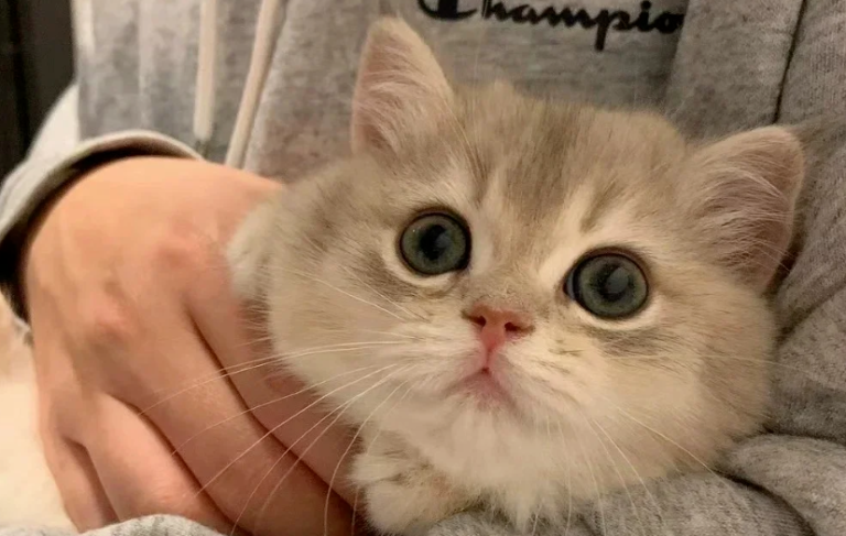 What You Only Realize After Years of Cat Ownership: How Cats Recognize Their Owners, and the Surprising Ways They Do It