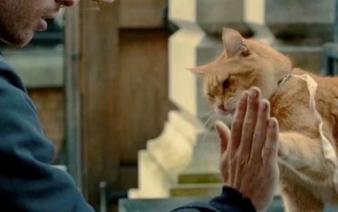 Are Cats Really Smarter Than Humans? Latest Discoveries