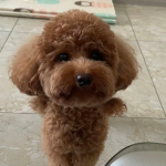 Why Do Dogs Bark When They Hear Sounds Outside the Door? Here’s the Reason You Need to Know!