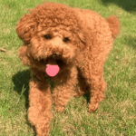 When Your Dog Breaks Free from the Leash, Don’t Chase—It Will Run Faster! Use These Methods to Get Them to Come Back