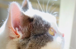 What Are the ‘Little Pockets’ on Cats’ Ears Used For?