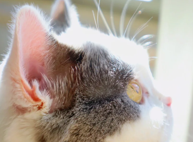 What Are the ‘Little Pockets’ on Cats’ Ears Used For?