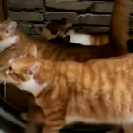 How Scary Are Self-Disciplined Cats!