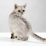 Why Do Cats Keep Leading People to the Same Place?