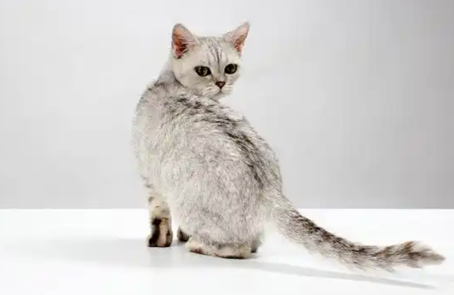 Why Do Cats Keep Leading People to the Same Place?