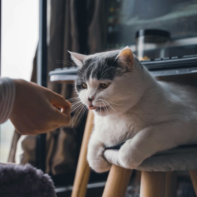 How Many Days Can a Cat Stay Home Alone? Don’t Be Fooled by “Automatic Feeders”