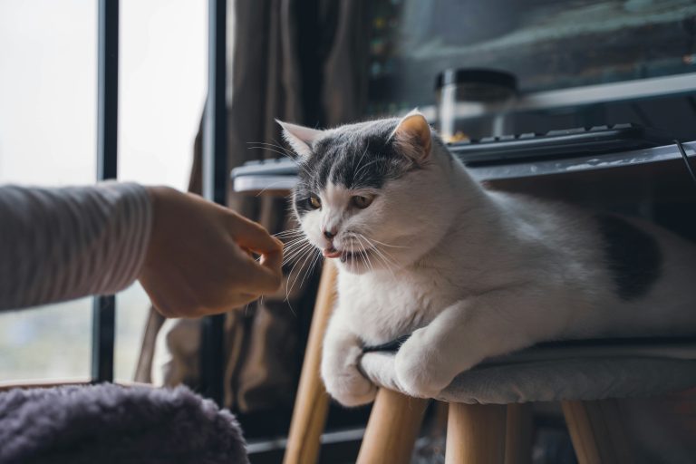 How Many Days Can a Cat Stay Home Alone? Don’t Be Fooled by “Automatic Feeders”