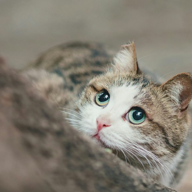 After Years of Owning Cats, I Finally Realized That Cats Can Understand What You Say – Here’s Why You Should Talk More!