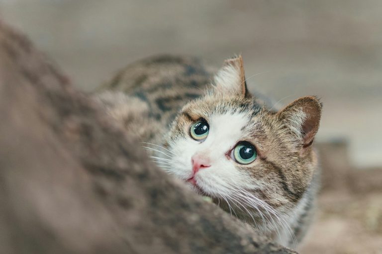 After Years of Owning Cats, I Finally Realized That Cats Can Understand What You Say – Here’s Why You Should Talk More!