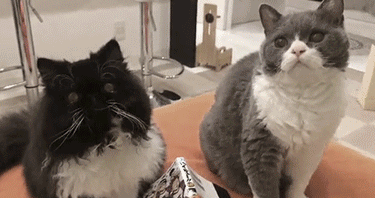 4 Simple Steps to Teach Your Cat to Patrol! Make Playing with Your Cat Way Easier!