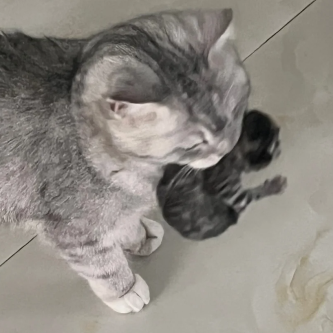 After Raising Cats for Years, I Finally Realized — When a Mother Cat Brings You Her Kittens, It’s Not Really About Trust!