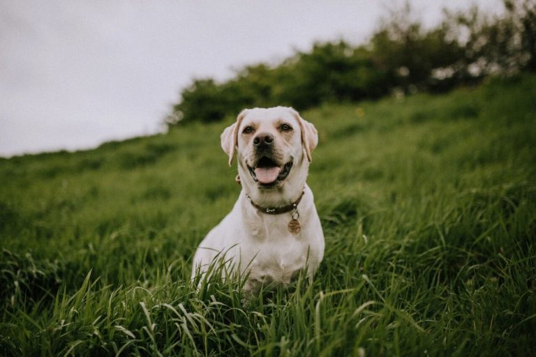 Clingy Puppies and Barking Frenzies? 4 Easy Tips to Train Your Dog Not to Bark Excessively!