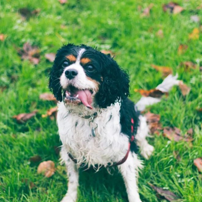 My Dog is Getting Older and Can’t Hear Anymore—How Should We Deal with Canine Hearing Loss?