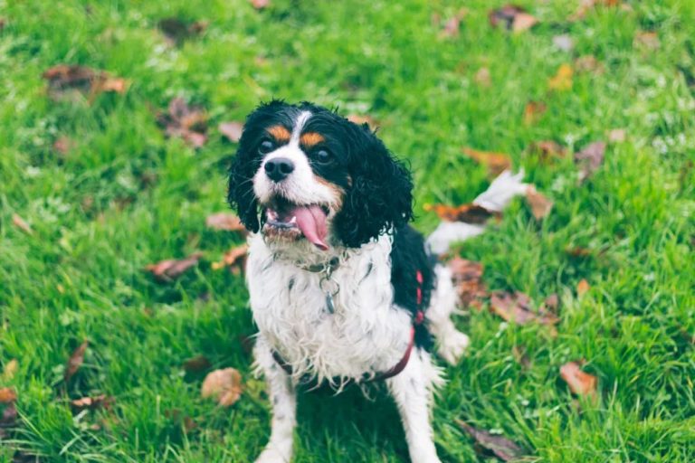My Dog is Getting Older and Can’t Hear Anymore—How Should We Deal with Canine Hearing Loss?