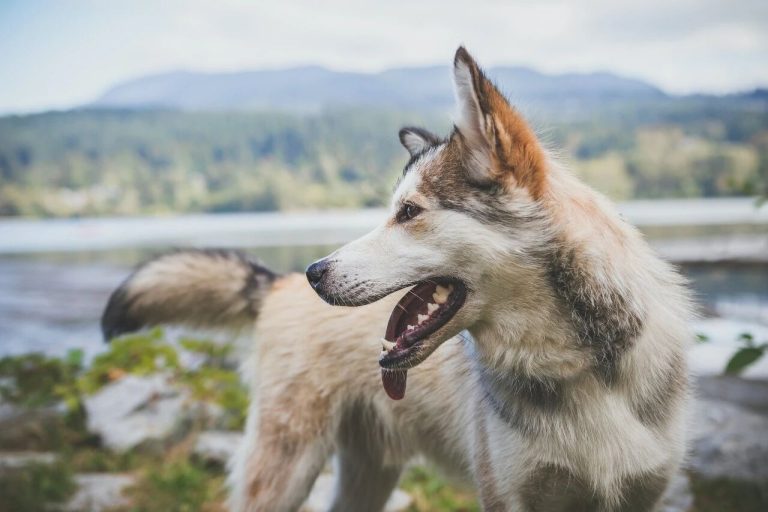 Why Do Dogs Chase Their Tails? Here’s What They Are Trying to Tell You