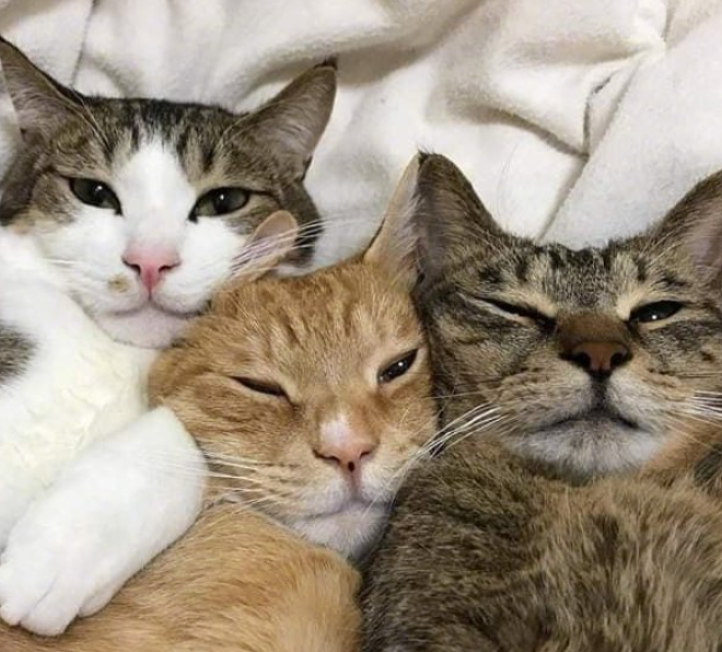 Multi-Cat Households: These Behaviors Are Not Signs of Courtesy, But Are Actually Instances of Invisible Bullying