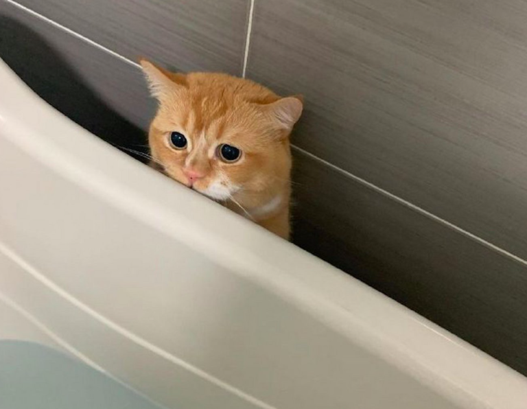 4 Bugs in Cat Physiology — Learn to Exploit These Loopholes and You’ll Be Unstoppable