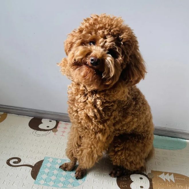 The ‘Head Tilt’ Trick: It’s Not Just to Look Cute! Do You Know These Reasons?