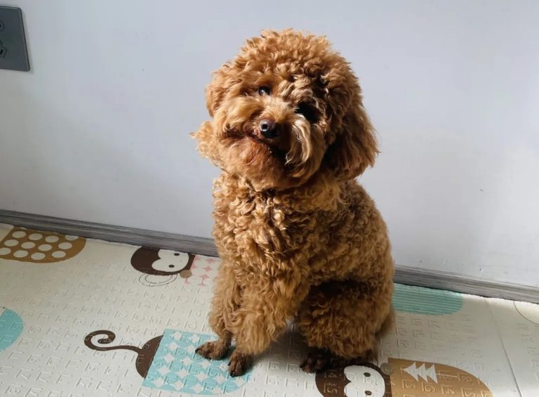 The ‘Head Tilt’ Trick: It’s Not Just to Look Cute! Do You Know These Reasons?