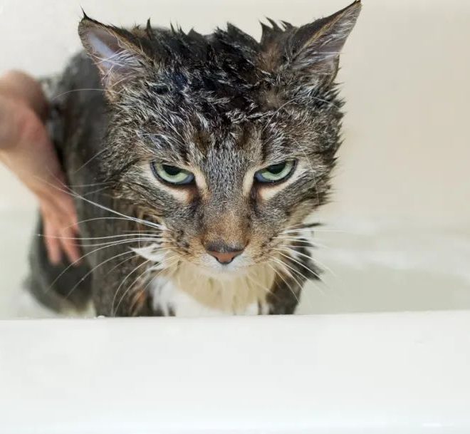 Why Do Cats Hate Baths So Much?