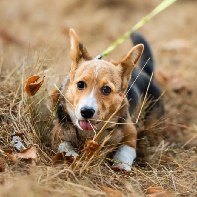 Eliminate Your Dog’s Fear of the Leash! Desensitization Training in Just 3 Steps!