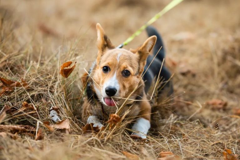 Eliminate Your Dog’s Fear of the Leash! Desensitization Training in Just 3 Steps!