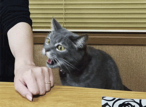 What to Do When Your Cat Bites: 3 Steps to Handle Playful Aggression
