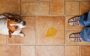 My Dog Used to Pee in One Spot, But Recently It’s Started Peeing While Walking—What’s Going On?