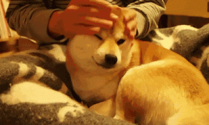 5 Fun Facts About Dogs You Might Not Know