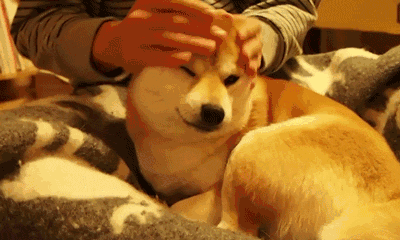 5 Fun Facts About Dogs You Might Not Know