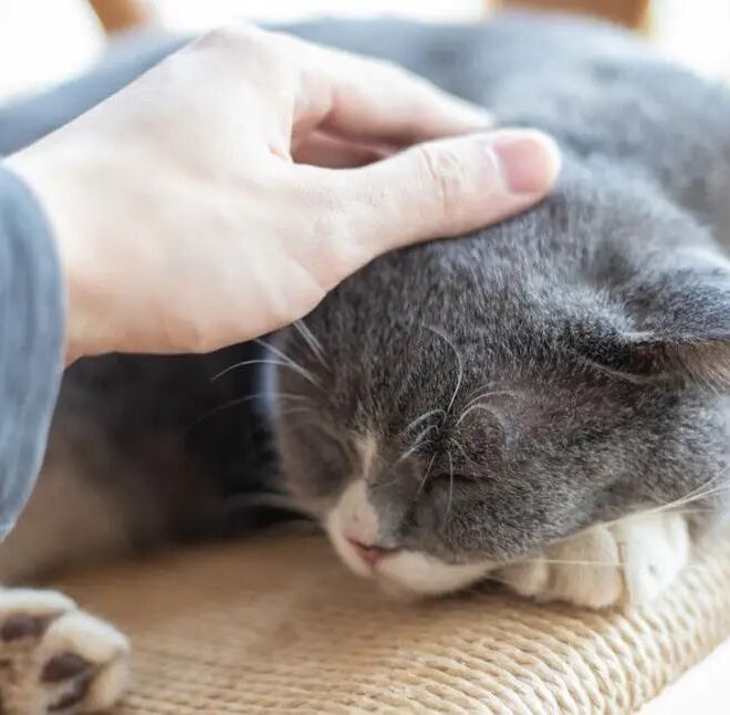Why Do Cats Close Their Eyes When You Pet Their Head? The Little Secrets Behind It!