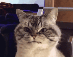 Your Cat Can Tell Whether You’re Happy or Not Just by Scent!