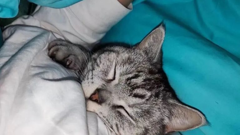 Can My Cat Detect If I’m Sick?