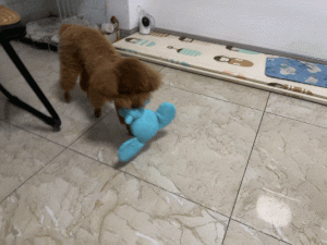 Dogs Are Not Colorblind – They Can See These Colors!