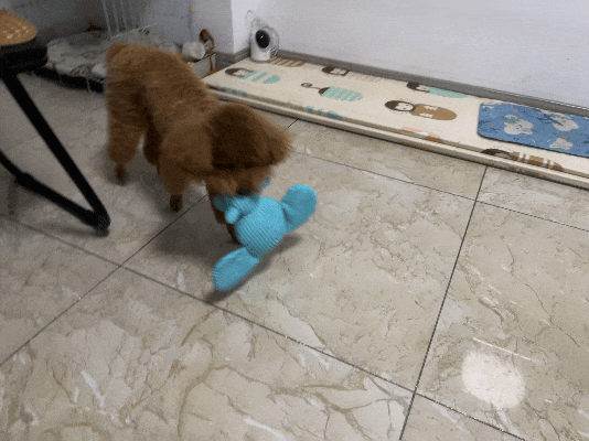 Dogs Are Not Colorblind – They Can See These Colors!