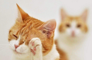 What Are the Toes Hair Tufts on Cats for? Can They Be Trimmed?