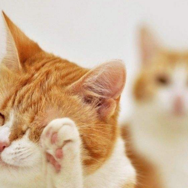 What Are the Toes Hair Tufts on Cats for? Can They Be Trimmed?