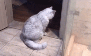 Why Do Cats Chase and Bite Their Own Tails? Do They Know It’s Theirs?