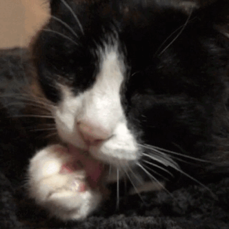 Why Do Cats Always Lick Their Paws? What You Should Watch Out For!